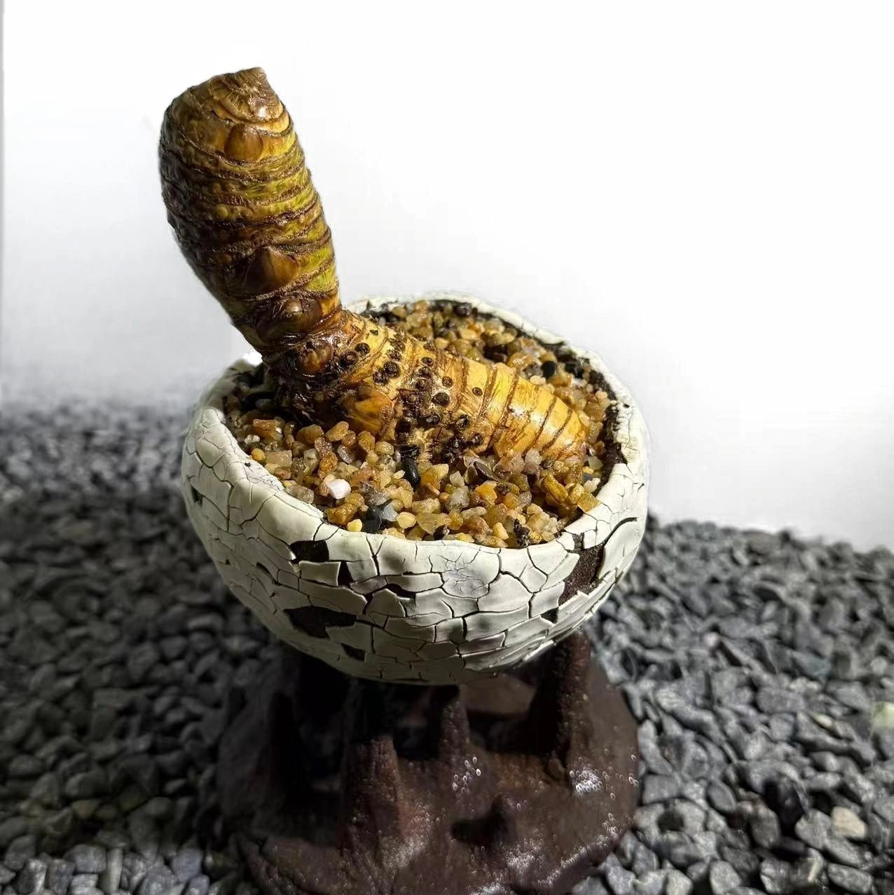 Insect Bamboo  Number005