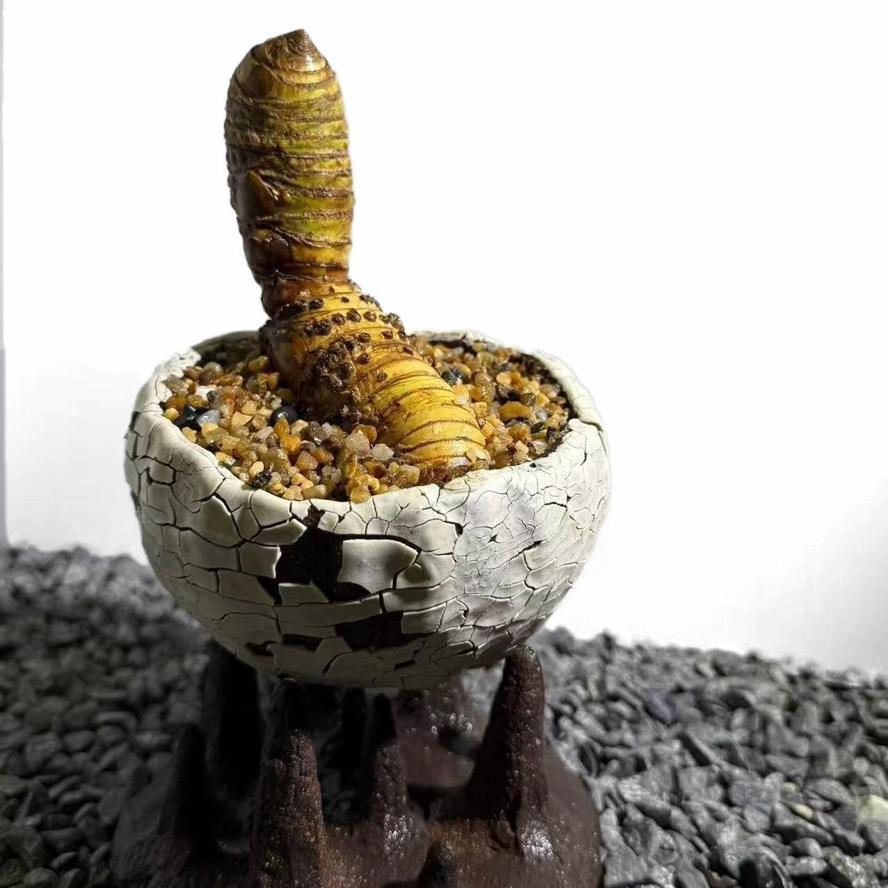 Insect Bamboo  Number005