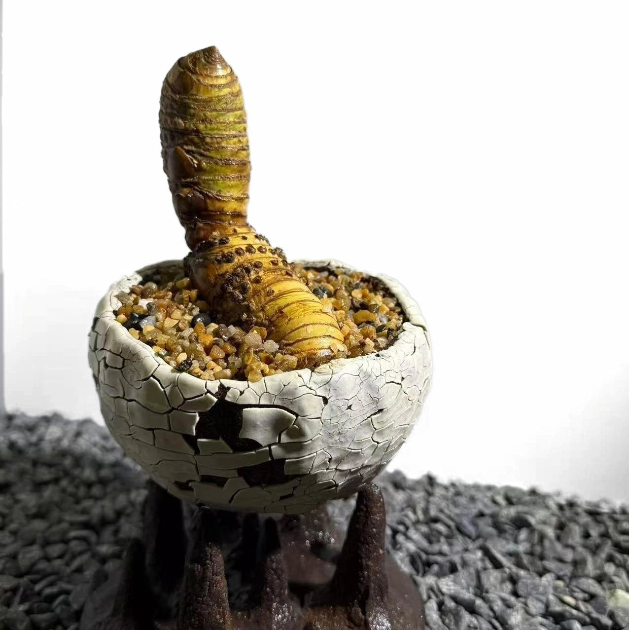 Insect Bamboo  Number005