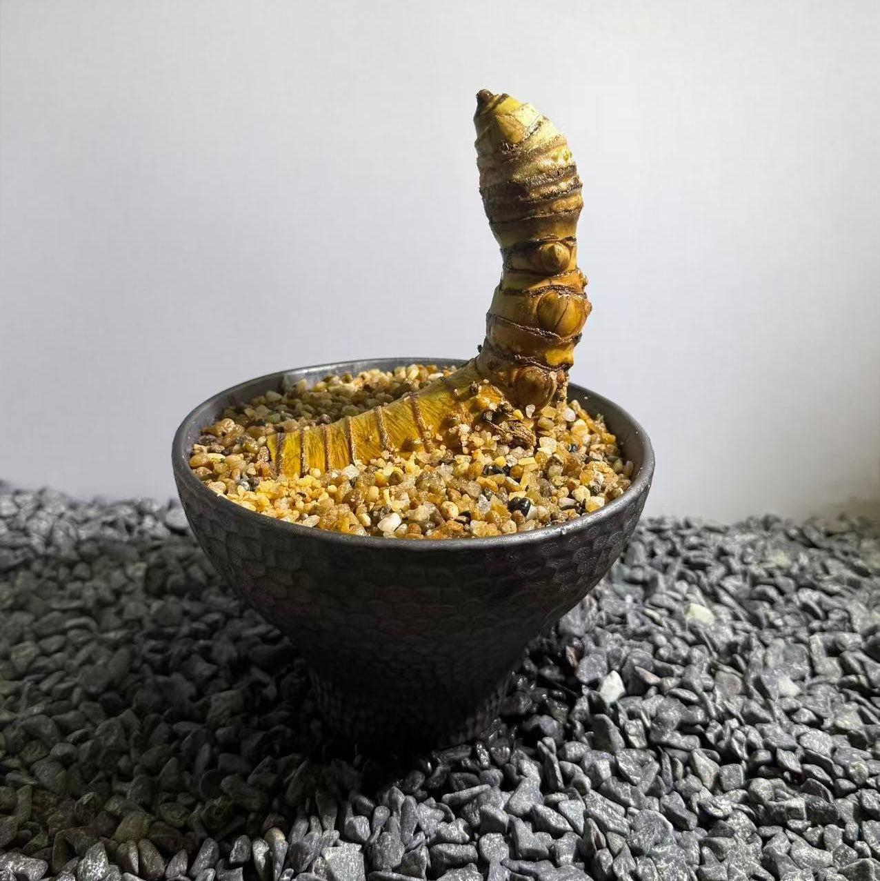 Insect Bamboo  Number007