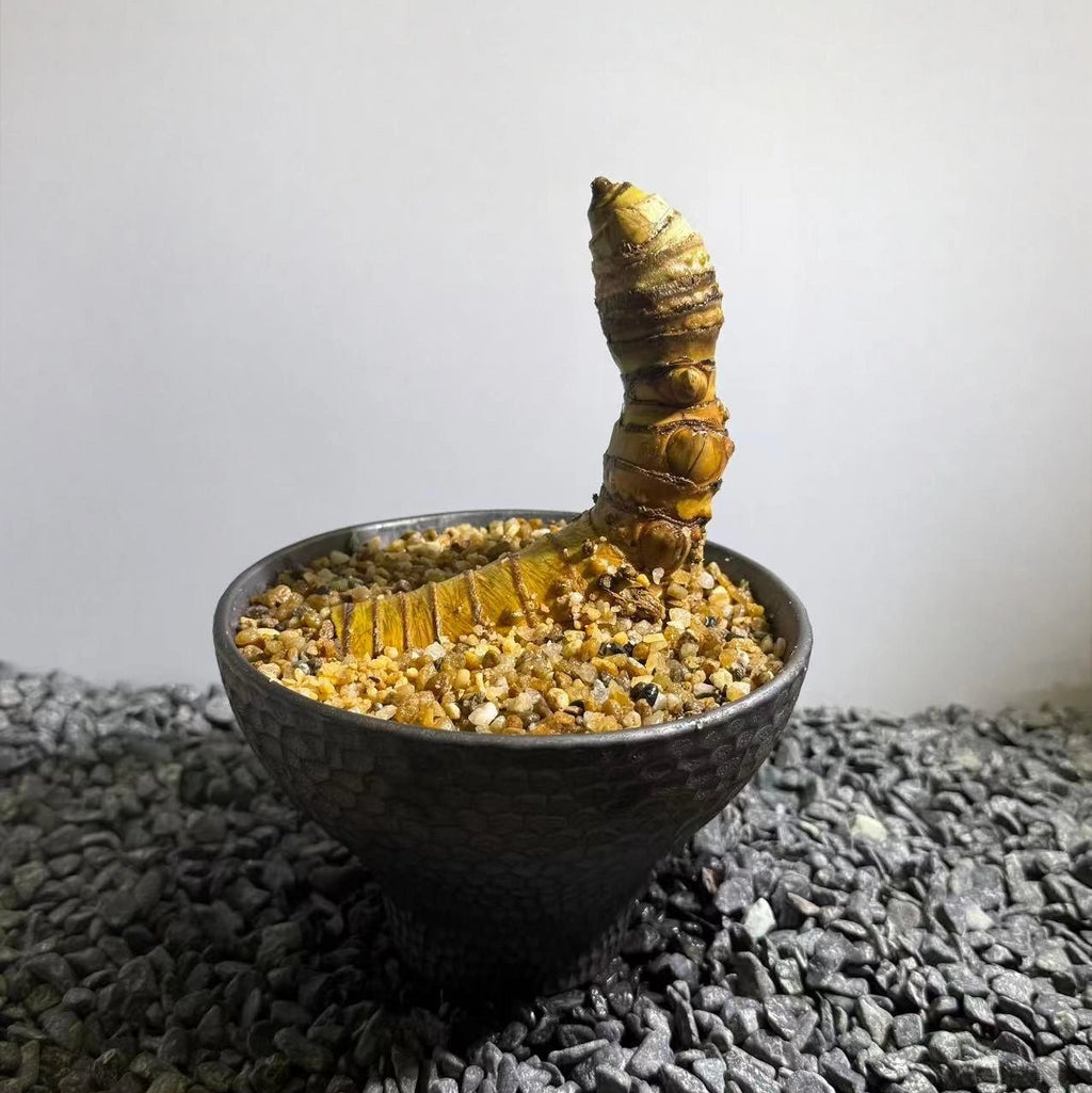 Insect Bamboo  Number007