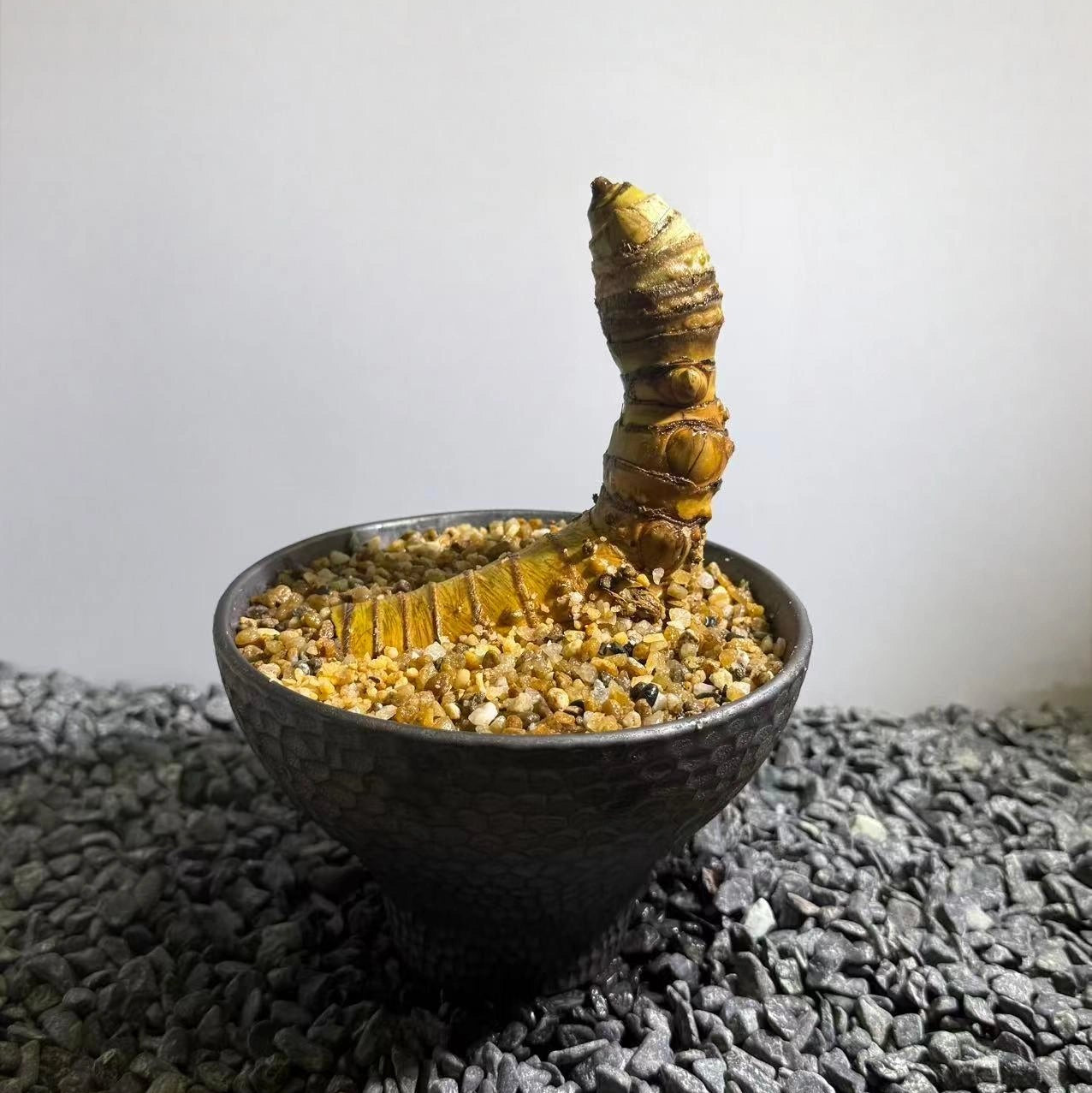 Insect Bamboo  Number007