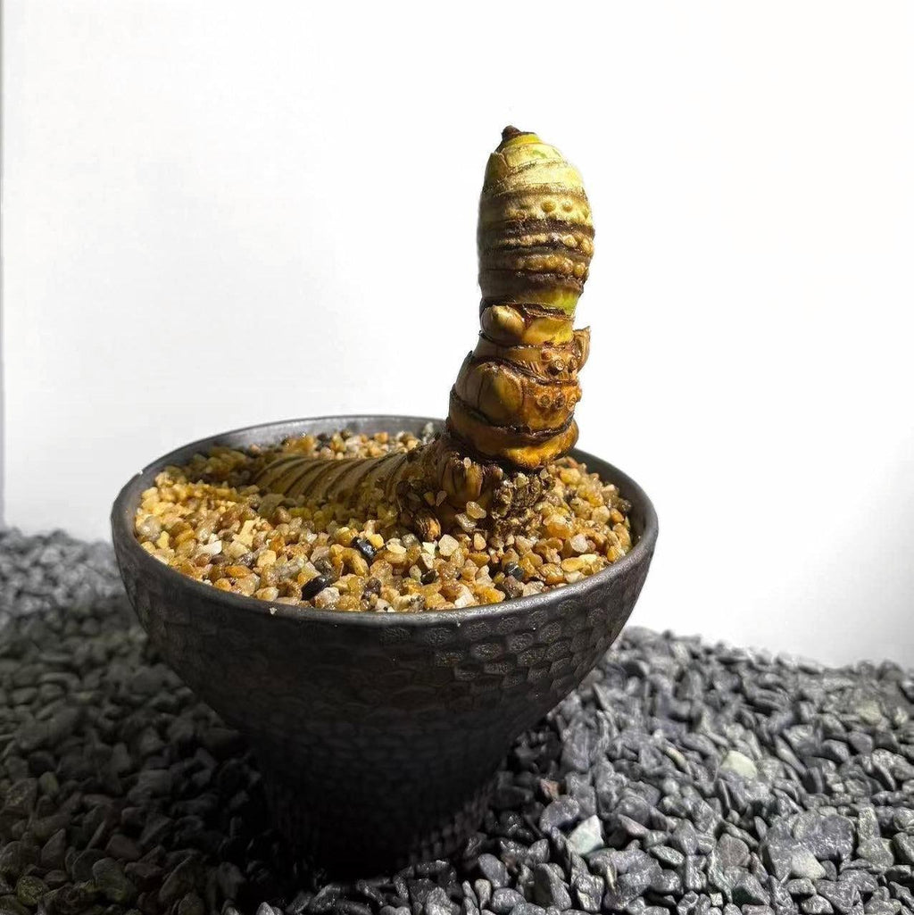 Insect Bamboo  Number007