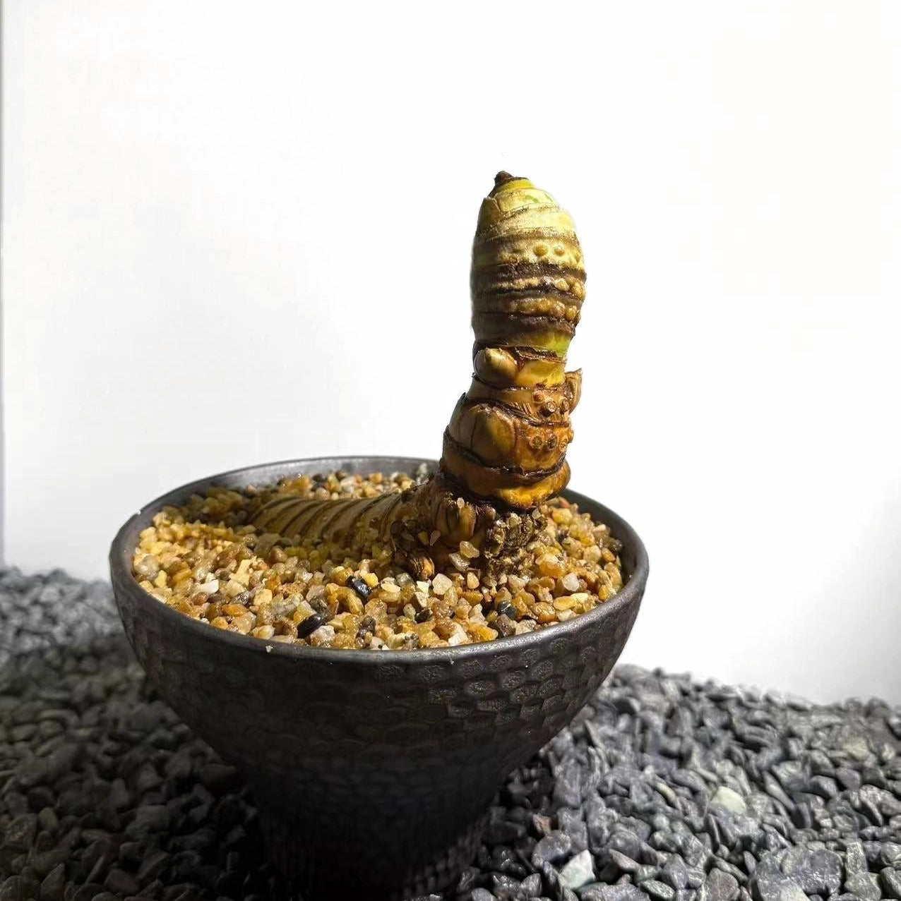 Insect Bamboo  Number007