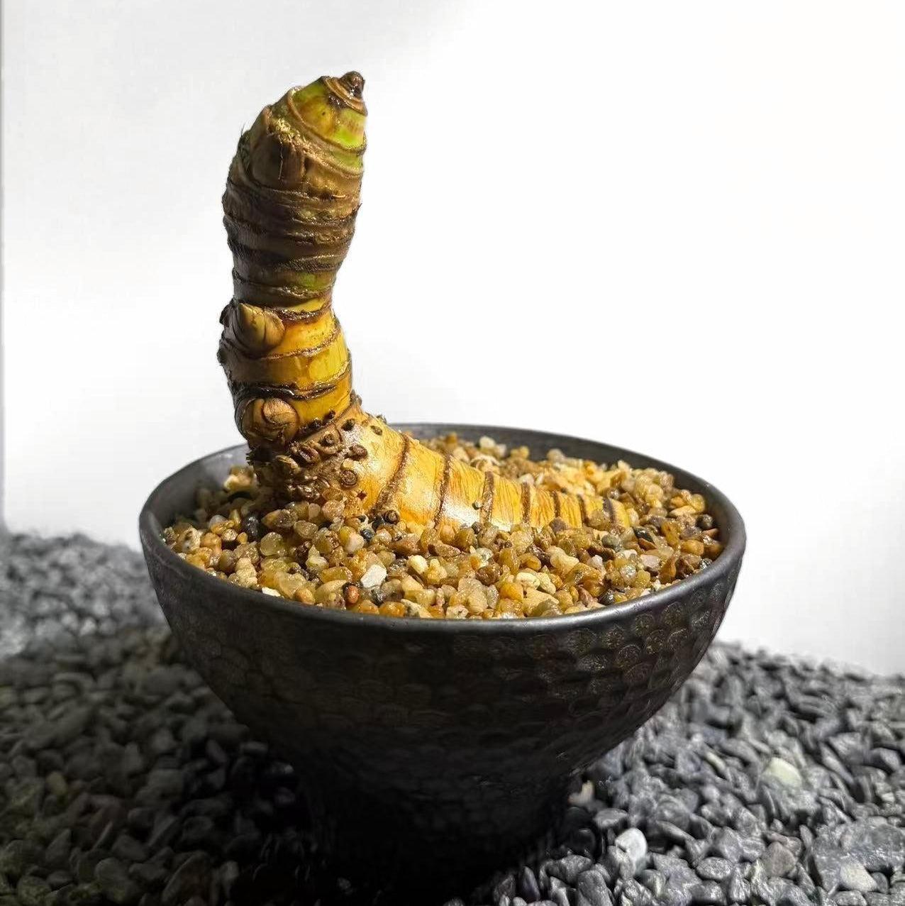 Insect Bamboo  Number007