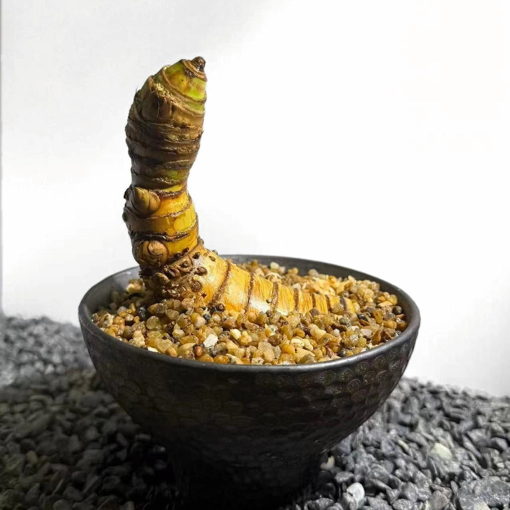 Insect Bamboo  Number007