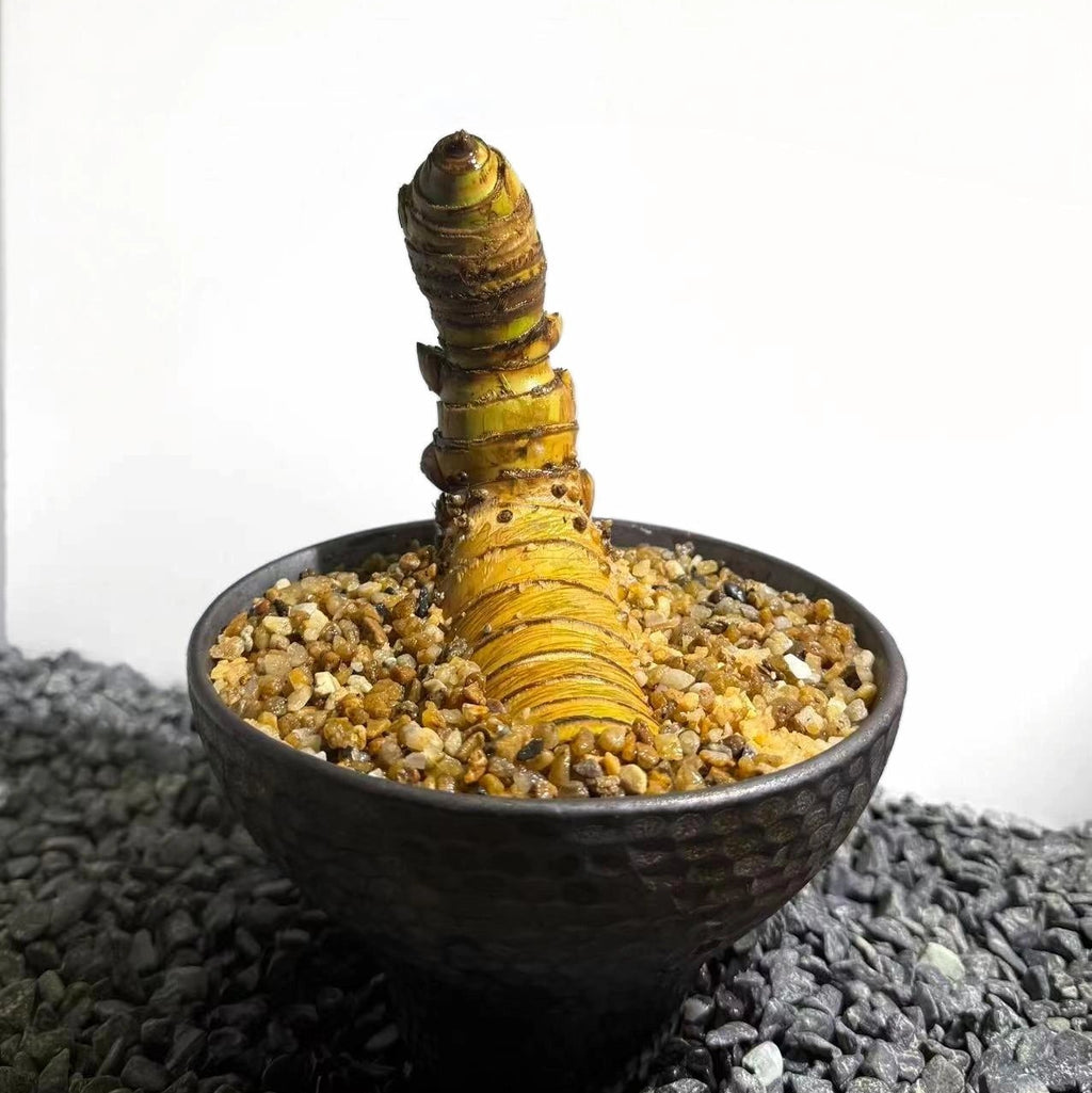 Insect Bamboo  Number007