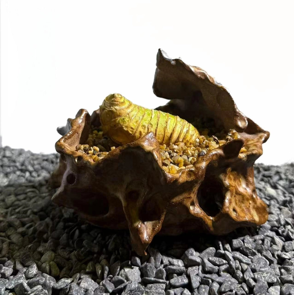 Insect Bamboo  Number008