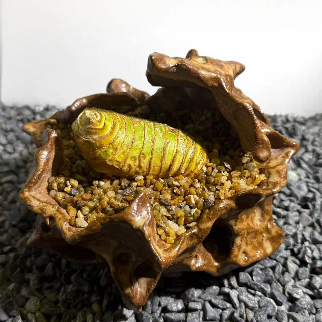 Insect Bamboo  Number008