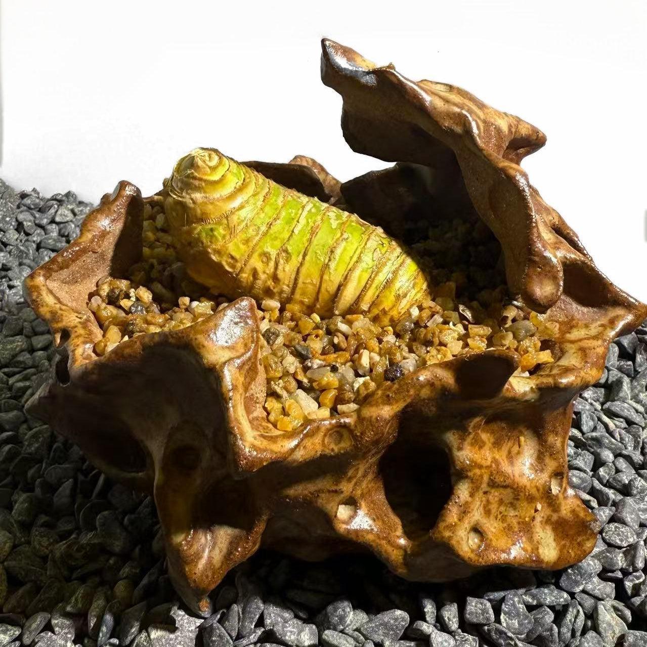 Insect Bamboo  Number008