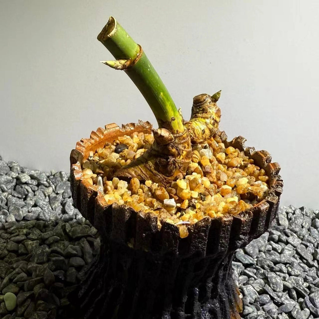 Otherworldly Forms Bamboo Number002