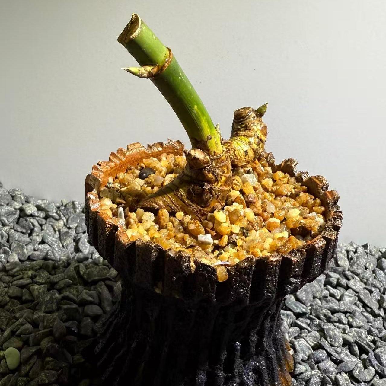 Otherworldly Forms Bamboo Number002