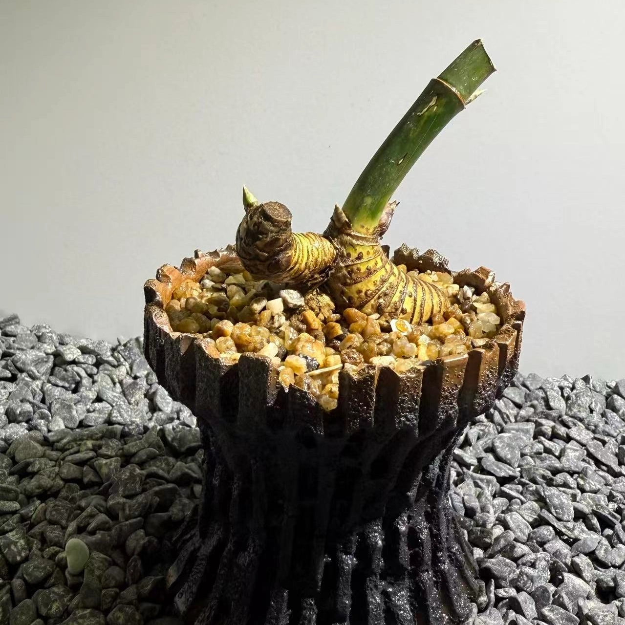 Otherworldly Forms Bamboo Number002