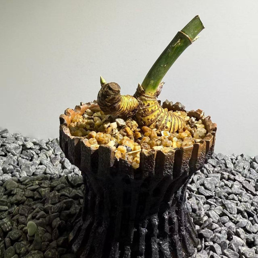 Otherworldly Forms Bamboo Number002