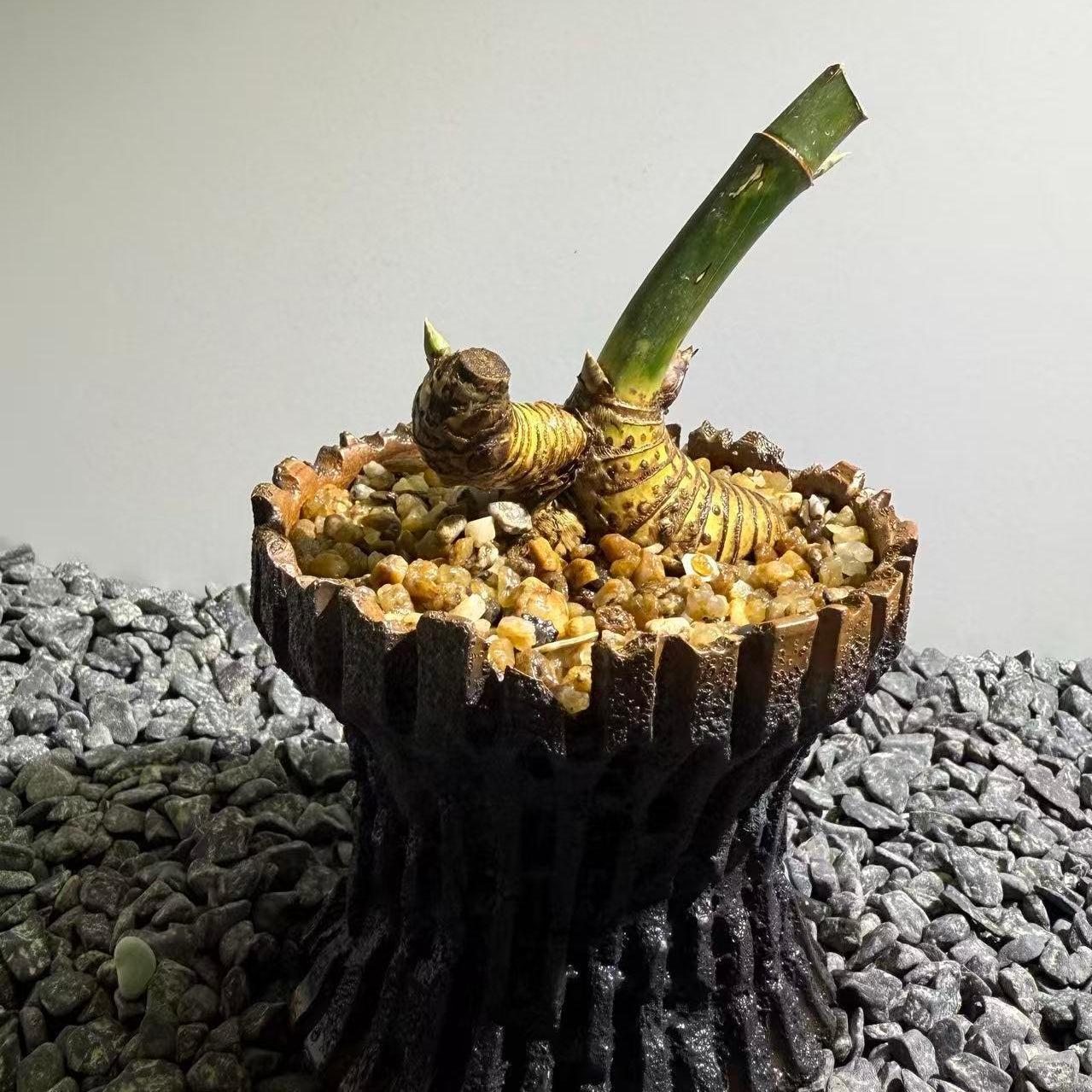 Otherworldly Forms Bamboo Number002