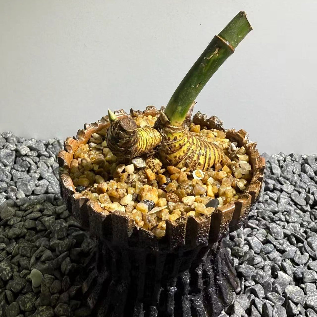 Otherworldly Forms Bamboo Number002