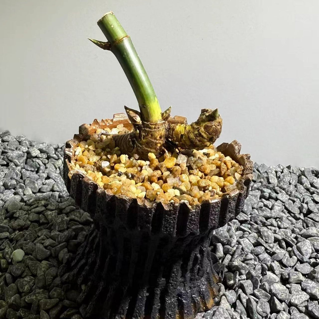 Otherworldly Forms Bamboo Number002