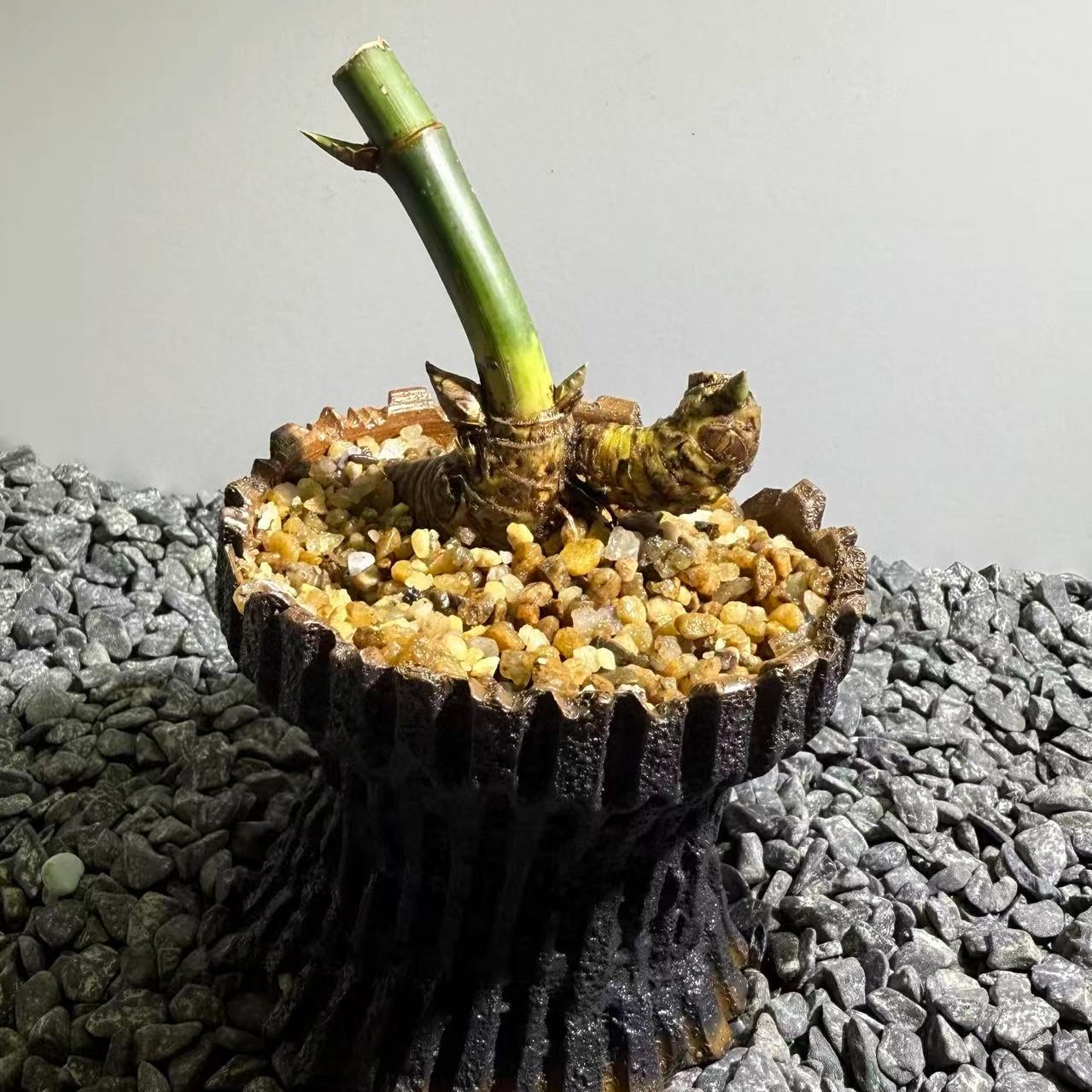 Otherworldly Forms Bamboo Number002