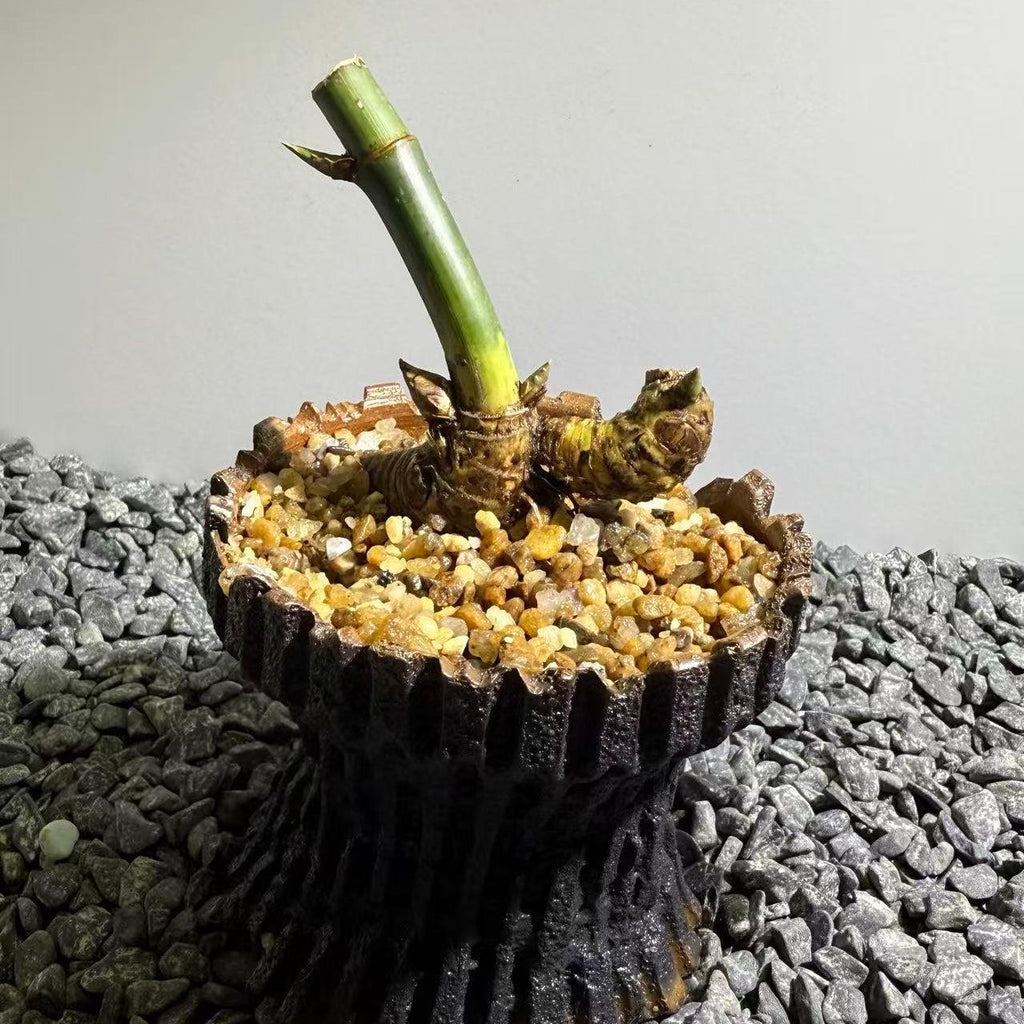 Otherworldly Forms Bamboo Number002