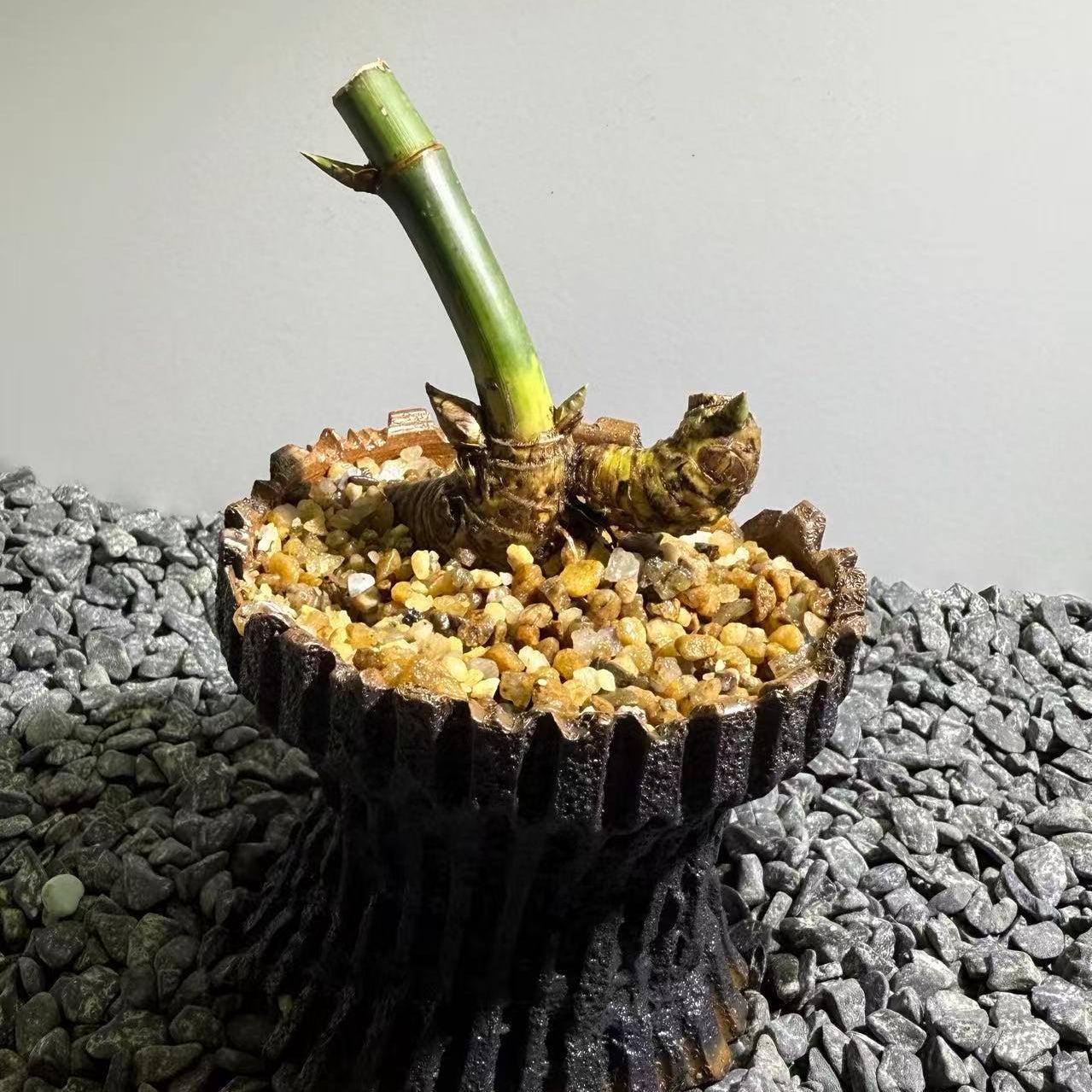 Otherworldly Forms Bamboo Number002