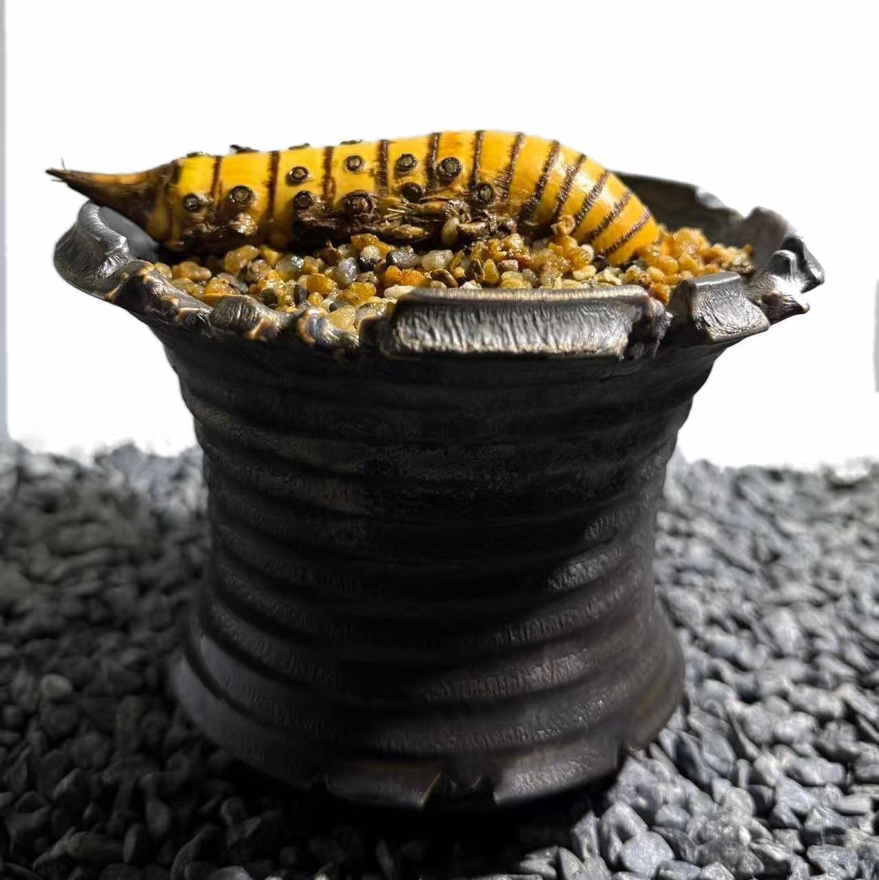 Rhinohorn Bamboo Number002