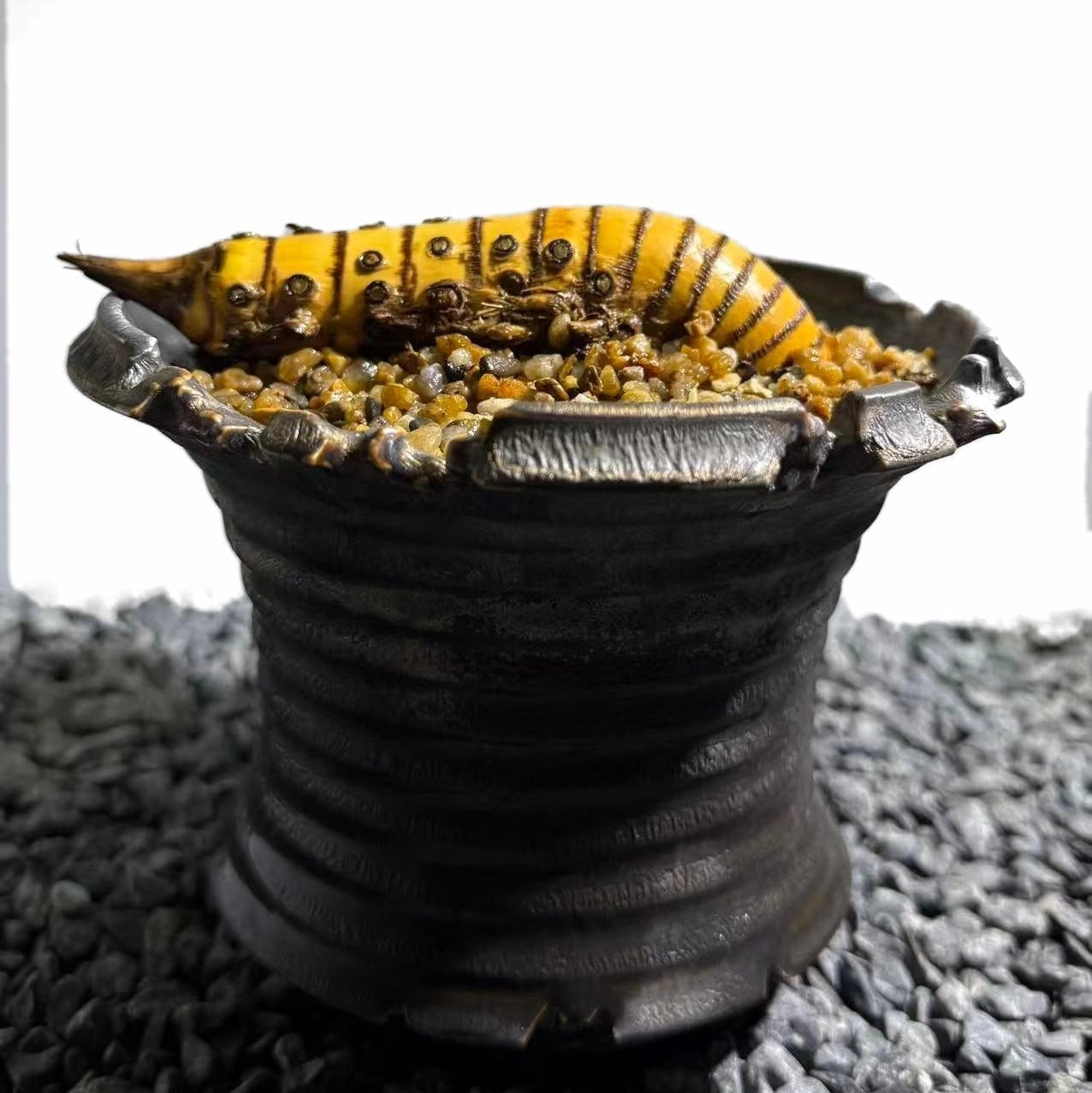 Rhinohorn Bamboo Number002