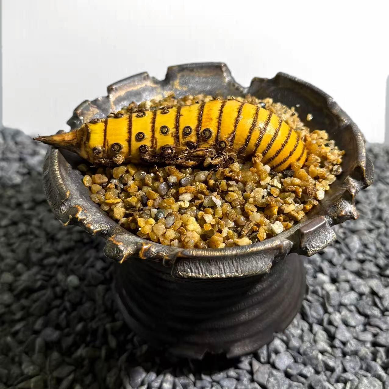 Rhinohorn Bamboo Number002