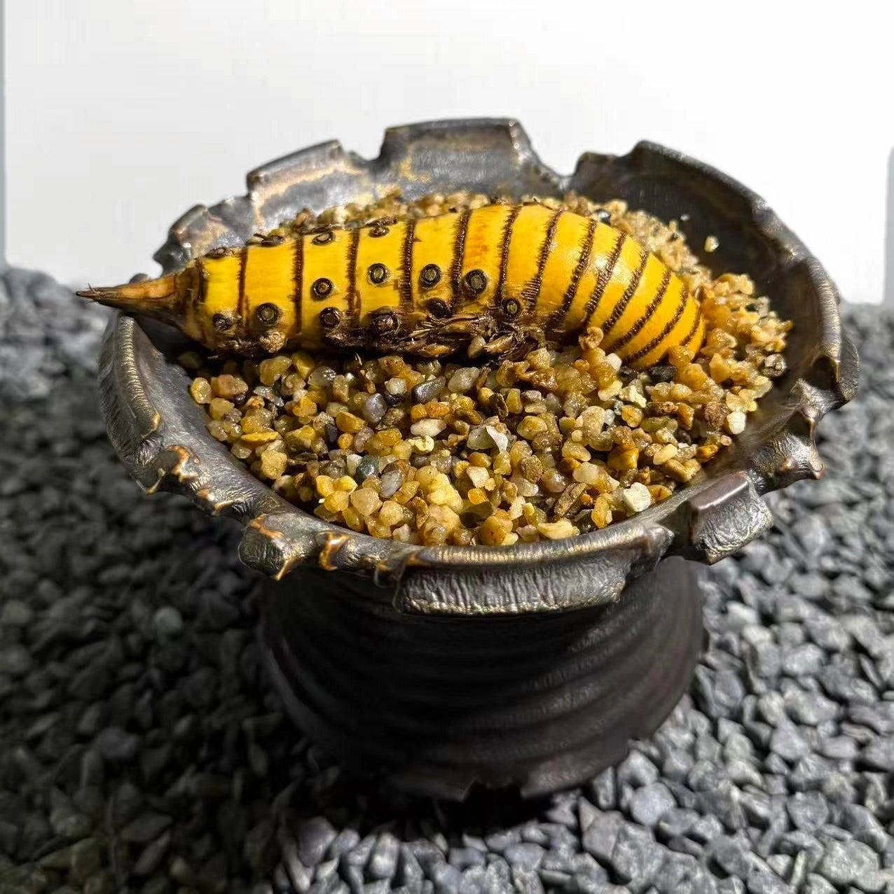 Rhinohorn Bamboo Number002