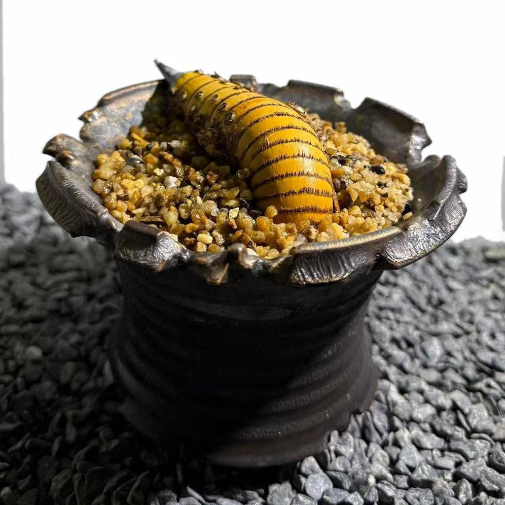 Rhinohorn Bamboo Number002