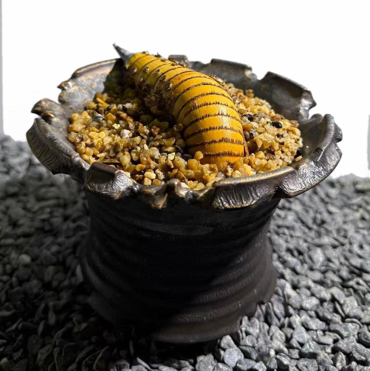 Rhinohorn Bamboo Number002