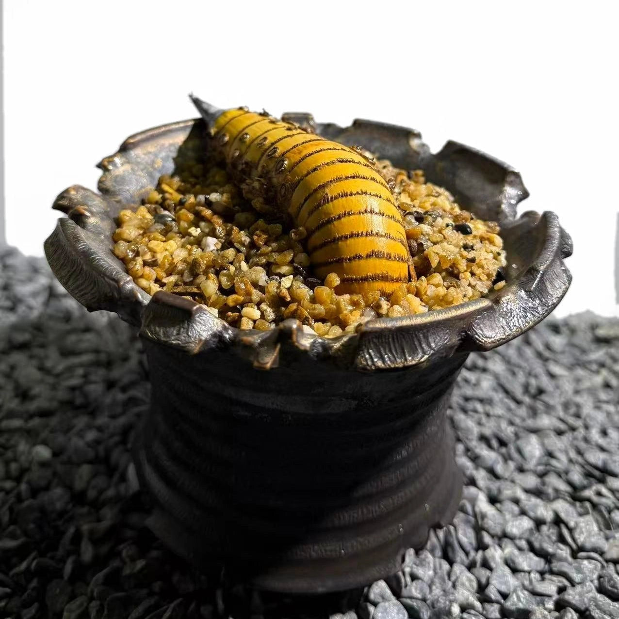 Rhinohorn Bamboo Number002