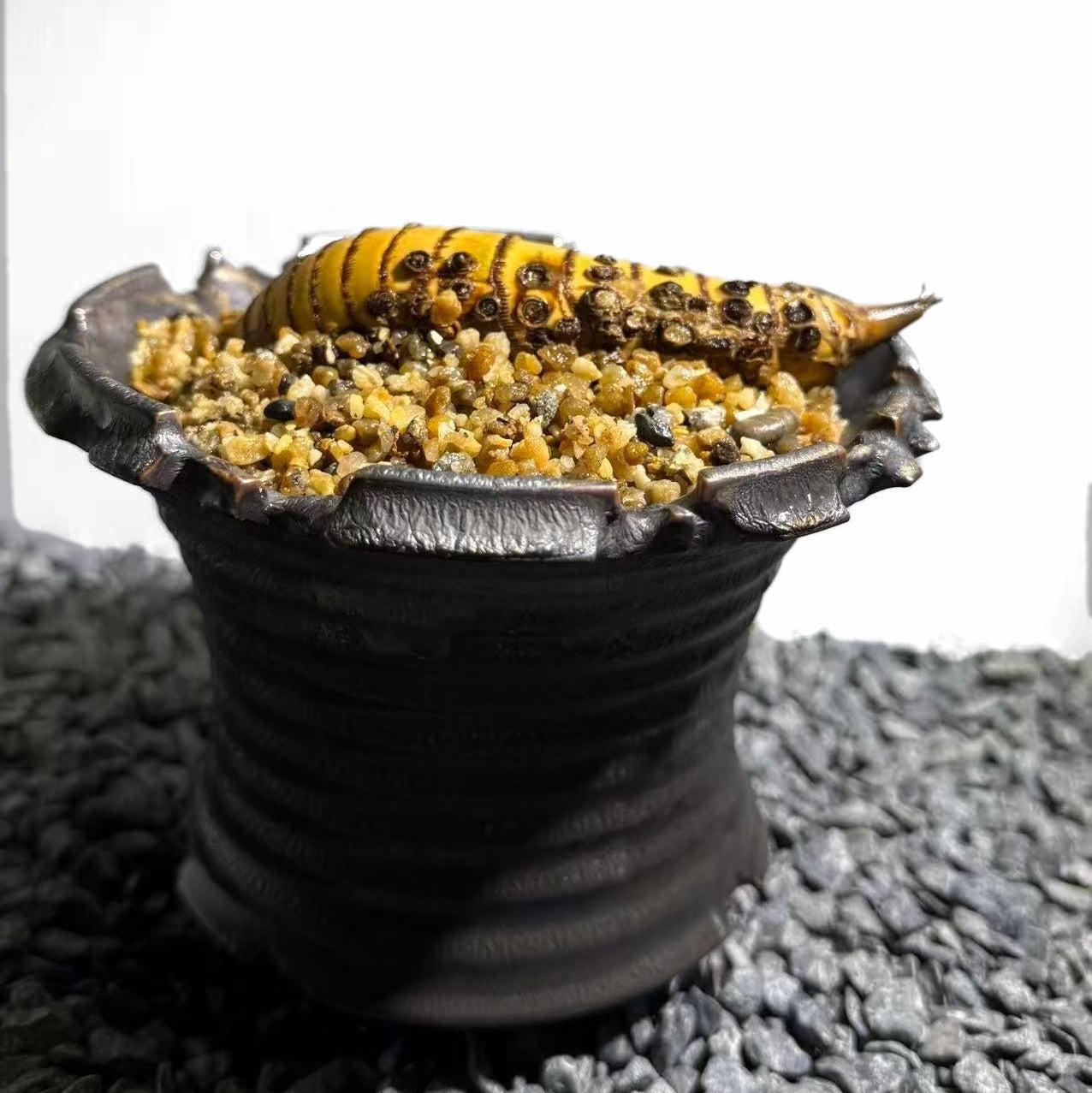 Rhinohorn Bamboo Number002