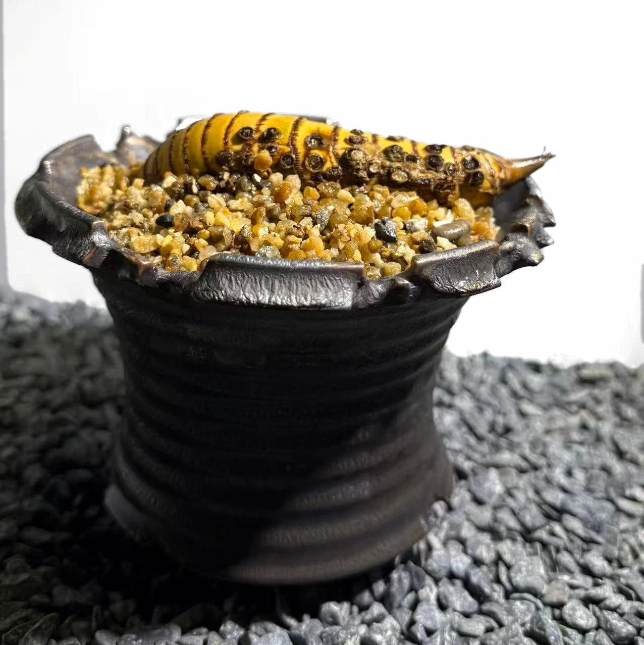 Rhinohorn Bamboo Number002