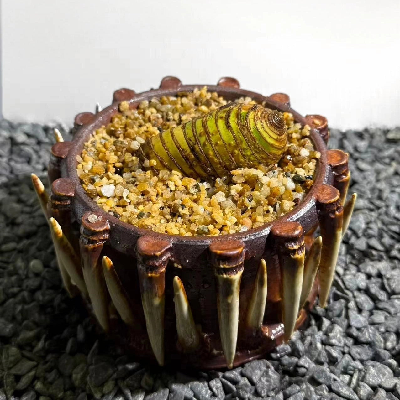 Insect Bamboo  Number009