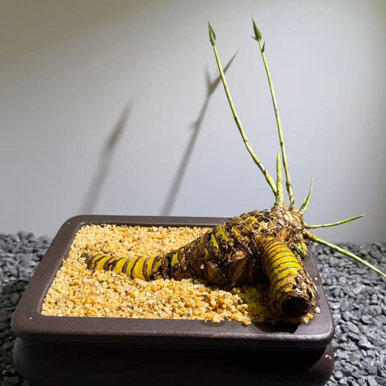 Otherworldly Forms Bamboo Number003