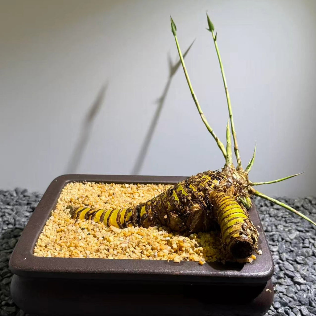 Otherworldly Forms Bamboo Number003