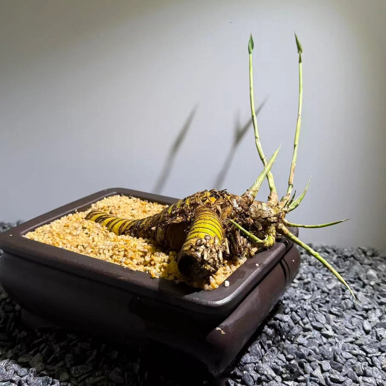 Otherworldly Forms Bamboo Number003