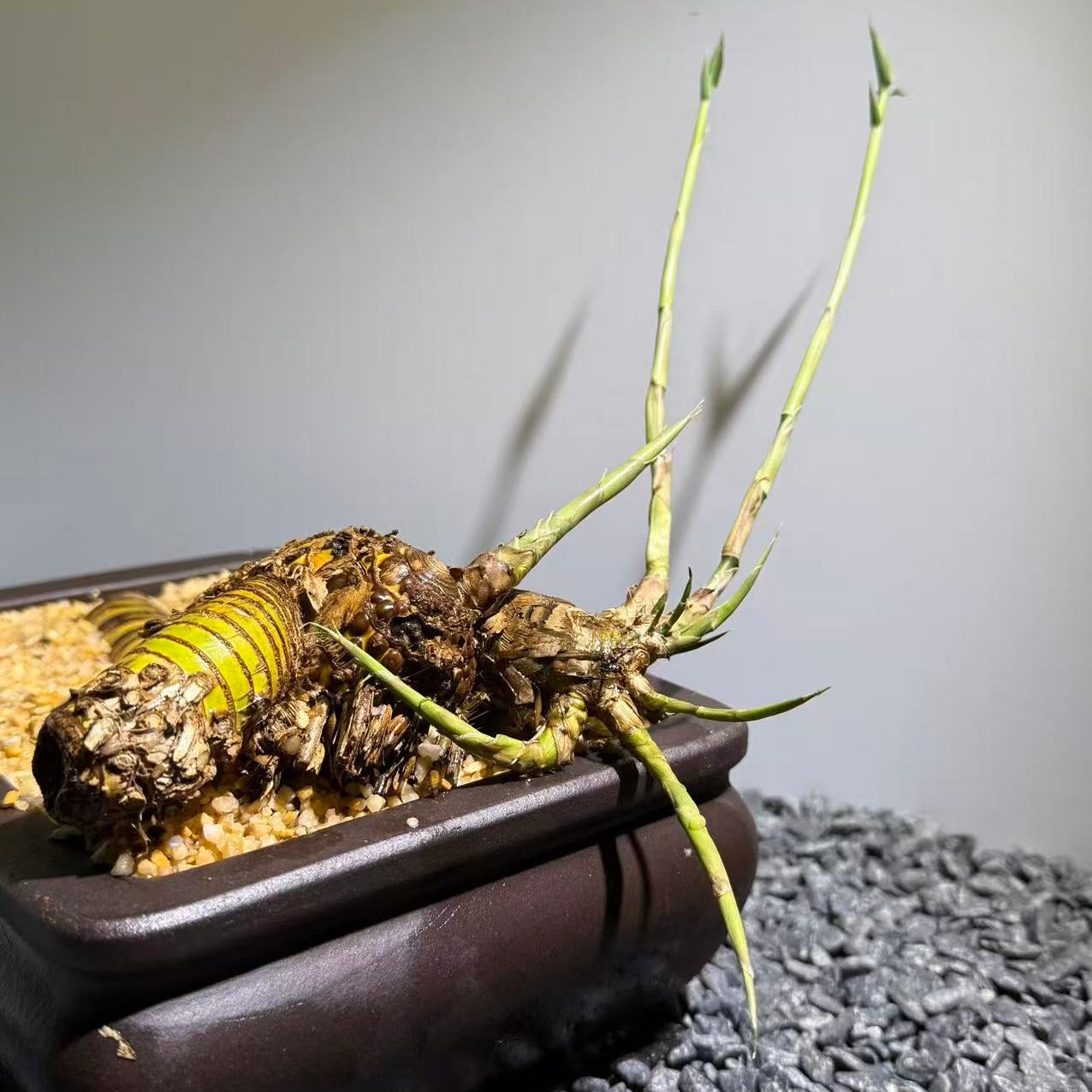 Otherworldly Forms Bamboo Number003