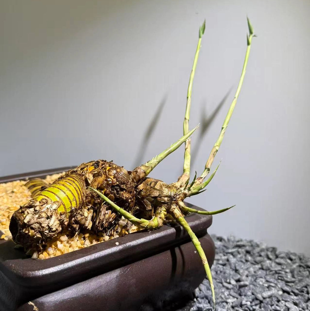 Otherworldly Forms Bamboo Number003