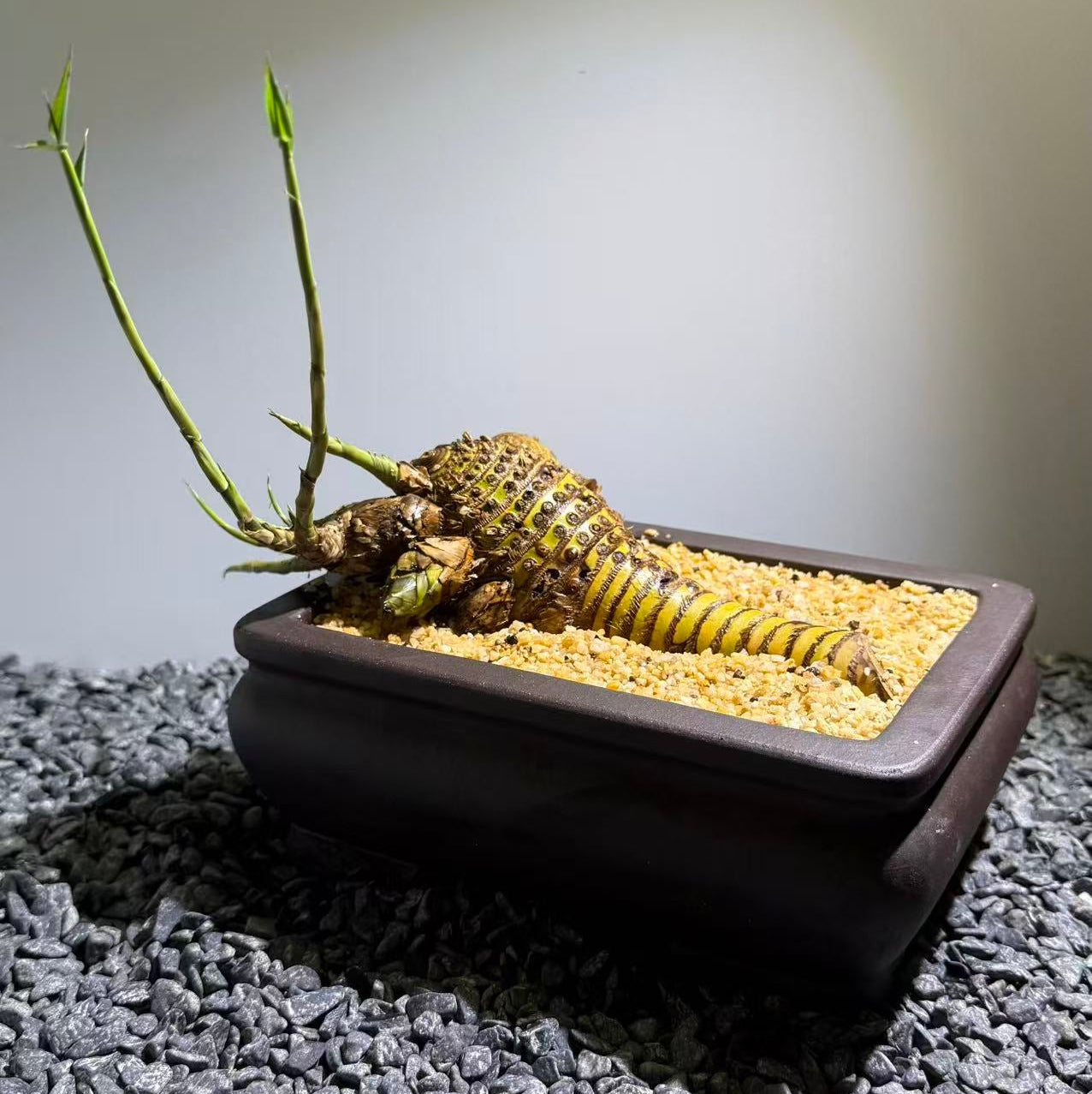 Otherworldly Forms Bamboo Number003
