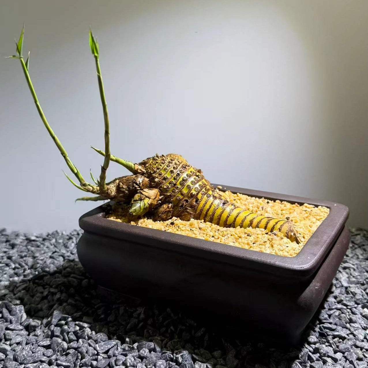 Otherworldly Forms Bamboo Number003