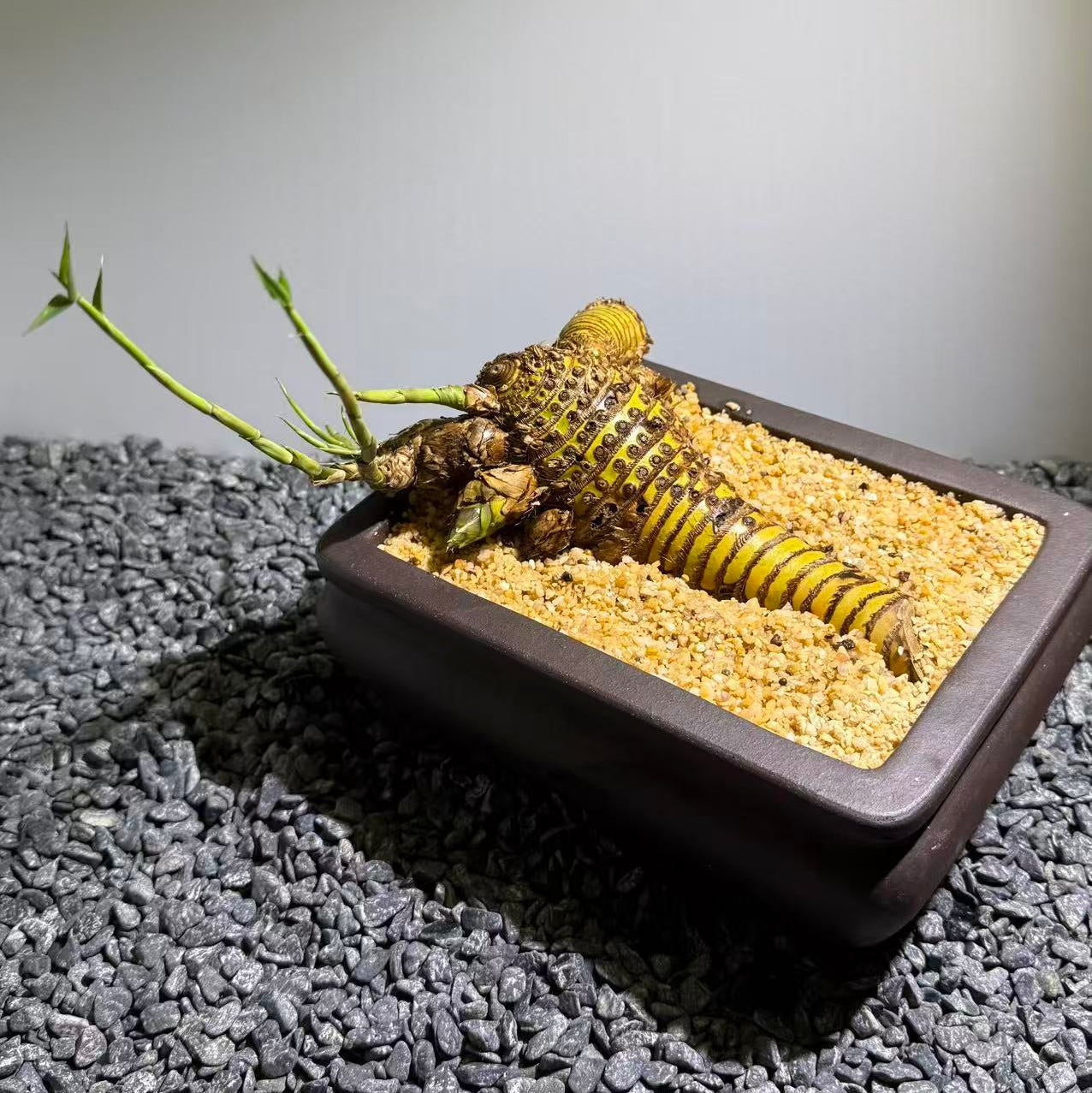 Otherworldly Forms Bamboo Number003