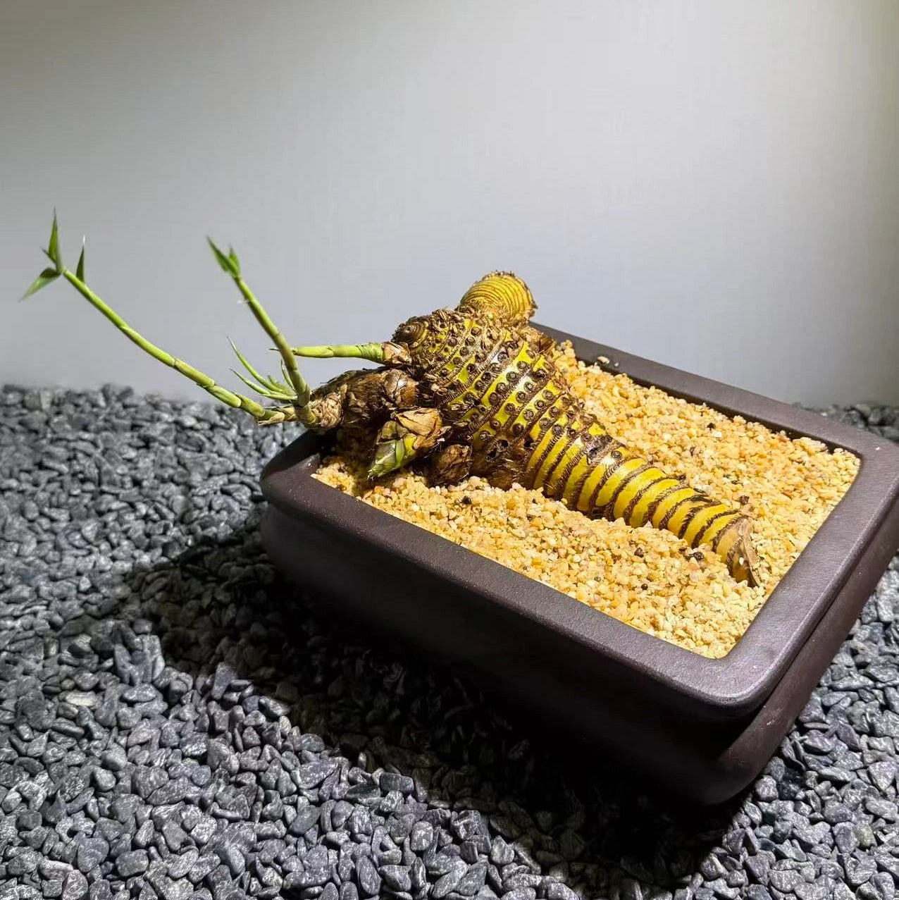 Otherworldly Forms Bamboo Number003