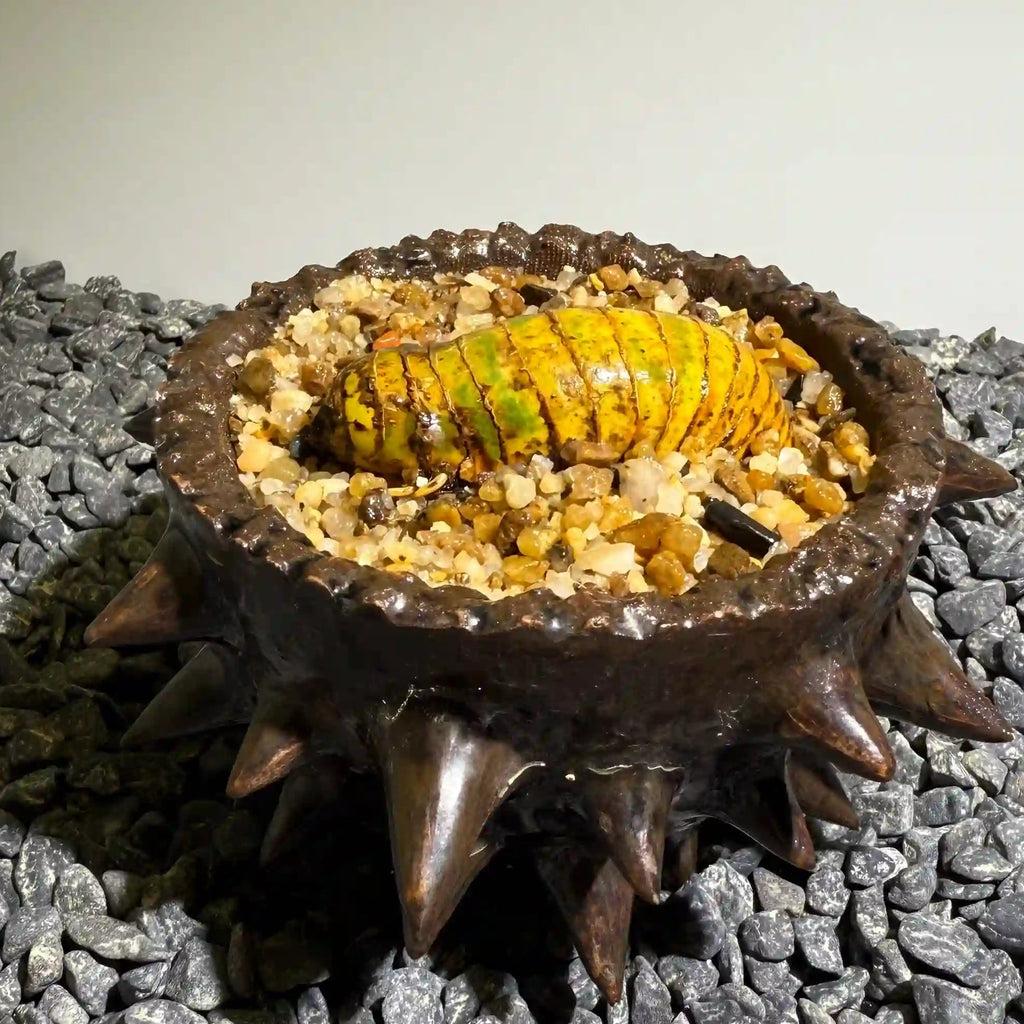 Insect Bamboo  Number010