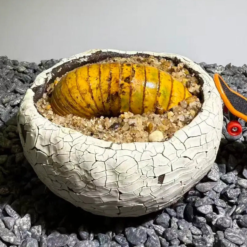 Insect Bamboo  Number011