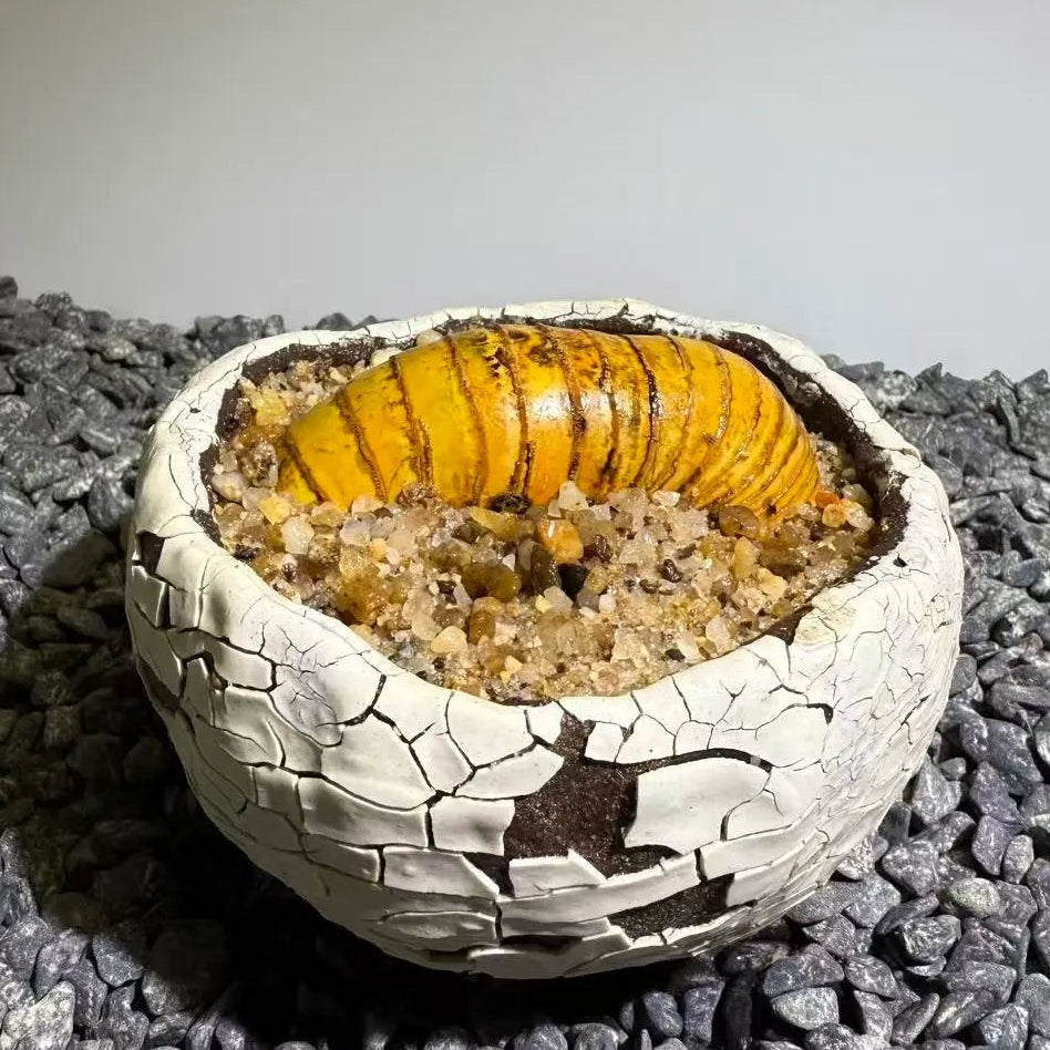 Insect Bamboo  Number011