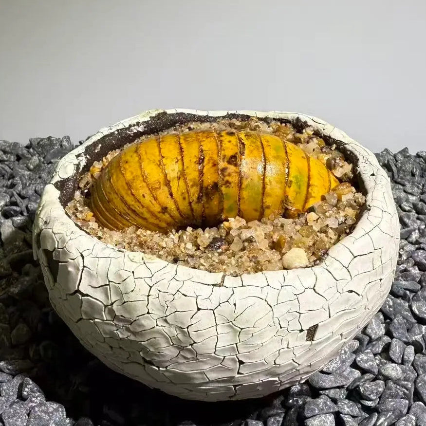 Insect Bamboo  Number011