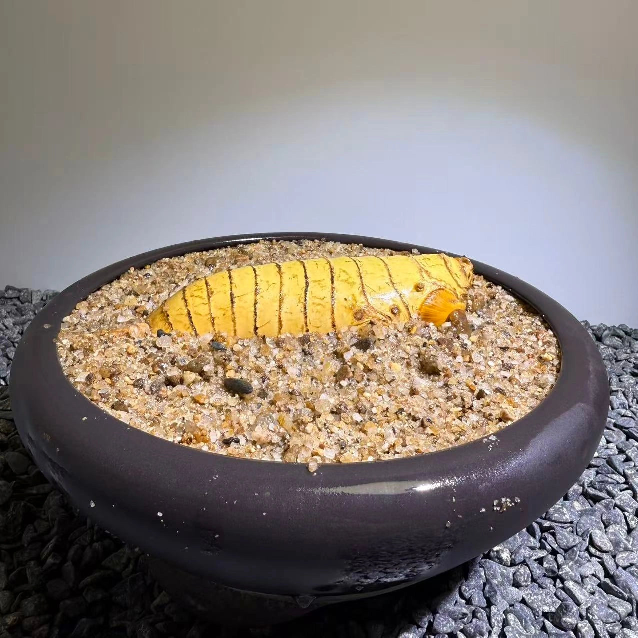 Insect Bamboo  Number012