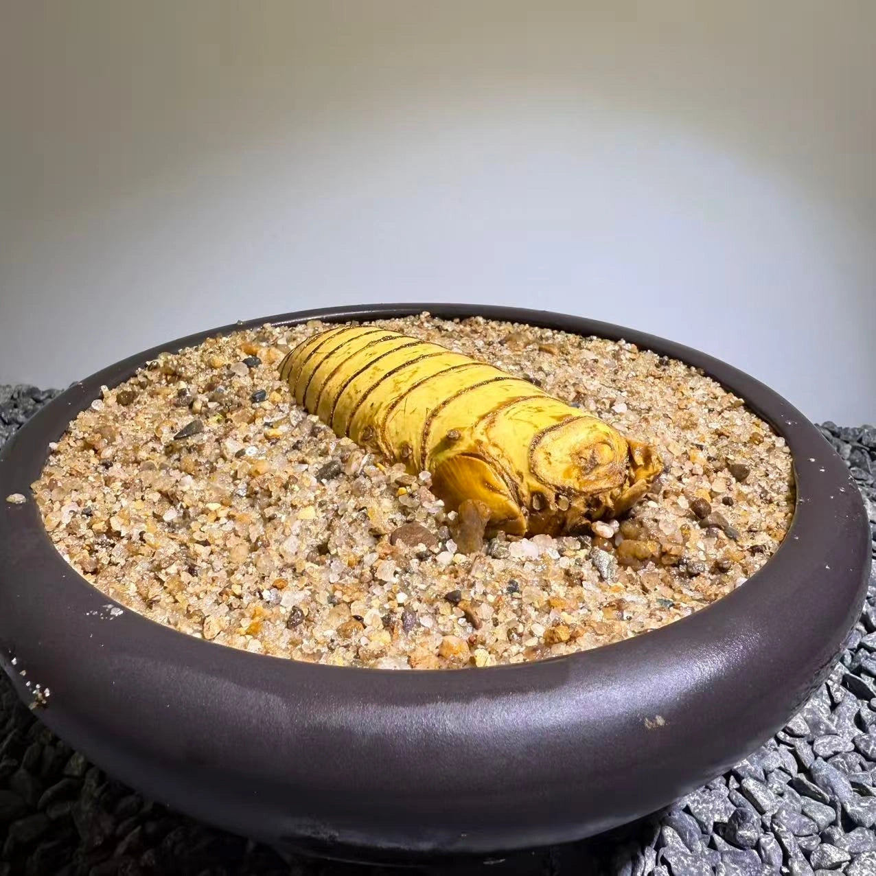 Insect Bamboo  Number012