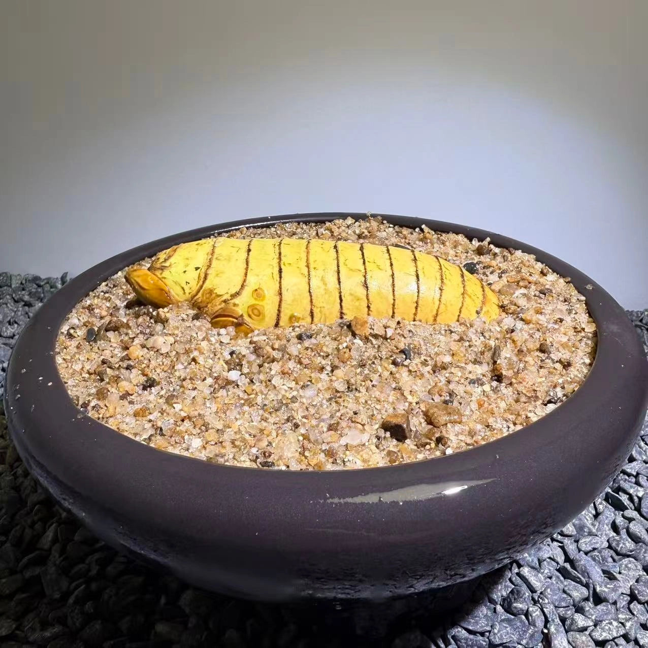 Insect Bamboo  Number012